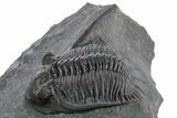 Kayserops megaspina Trilobite - Bou Lachrhal, Morocco #347287-3